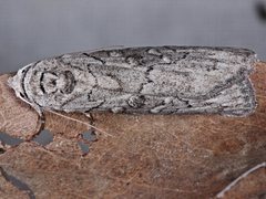 Elesma subglauca