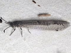 Bandidus vafer