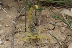 Leiurus hebraeus