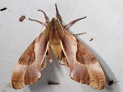 Coequosa triangularis