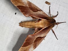 Coequosa triangularis