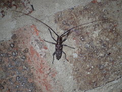 Monochamus carolinensis