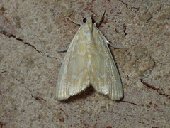 Glaphyria glaphyralis