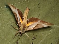 Coequosa triangularis