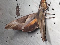 Coequosa triangularis