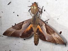 Coequosa triangularis