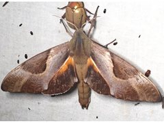 Coequosa triangularis