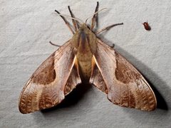 Coequosa triangularis