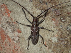 Monochamus carolinensis