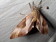 Coequosa triangularis