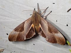 Coequosa triangularis