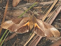 Coequosa triangularis