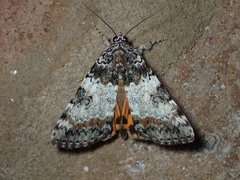 Catocala connubialis
