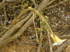 Oxalis viscosa
