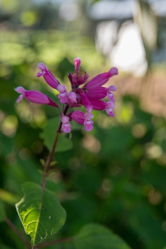 Salvia involucrata