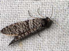 Lepidoscia annosella