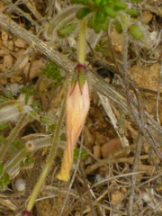 Oxalis viscosa
