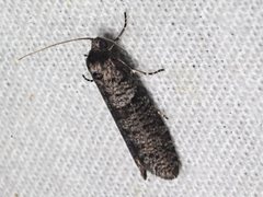 Lepidoscia annosella