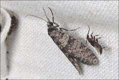 Lepidoscia annosella