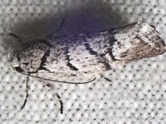 Lichenaula onychodes