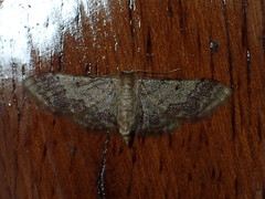 Idaea furciferata