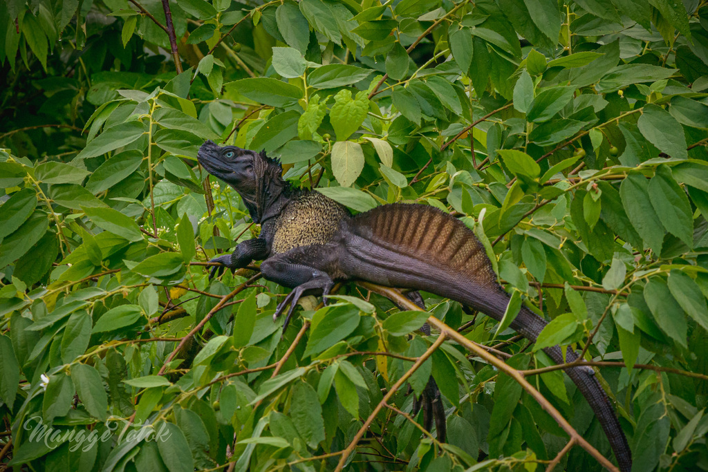 Sulawesi Sailfin Lizard