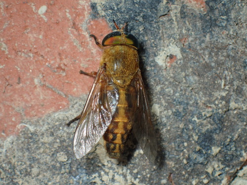 Tabanus fulvulus Wiedemann, 1828