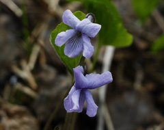 Viola epipsiloides