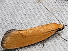 Microbela monodyas