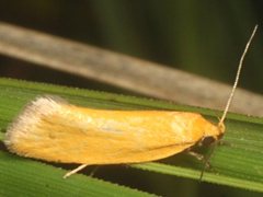 Microbela monodyas