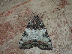 Catocala connubialis