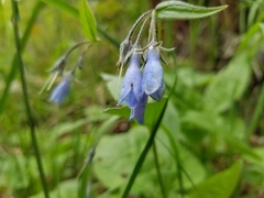 Mertensia paniculata borealis