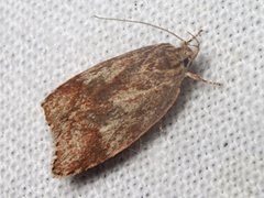 Garrha limbata