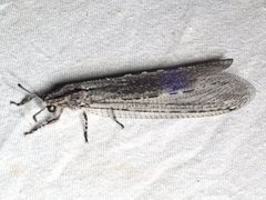 Heoclisis fundata