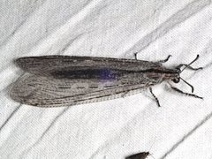 Heoclisis fundata