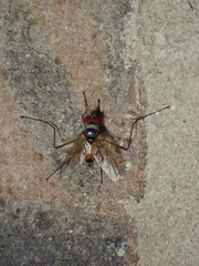 Cholomyia inaequipes