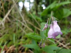 Mertensia paniculata borealis