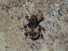 Cryptorhynchus fuscatus