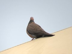 Streptopelia chinensis