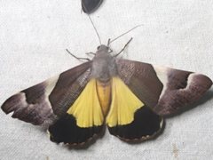 Niceteria macrocosma