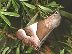 Niceteria macrocosma