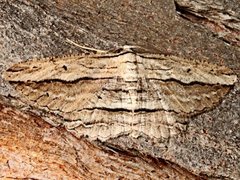 Euphronarcha luxaria