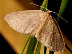 Poecilasthena anthodes