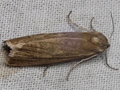 Scoliacma pactolias