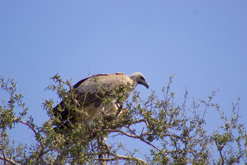 White-backed Vulture