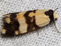 Thallarcha chrysochares