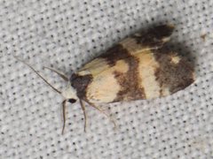 Thallarcha chrysochares