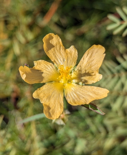 Sida elliottii var. parviflora