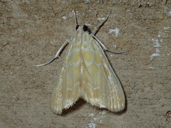 Glaphyria glaphyralis