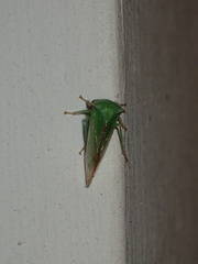 Smiliinae